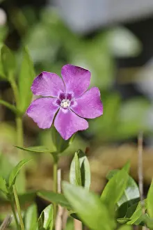 Strandschnecken Drucke: Kleinblütige Vinca (Vinca minor)