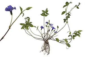 Strandschnecken Drucke: Kleine Vinca (Vinca minor) auf weißem Hintergrund.