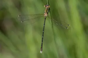 Drucke von Leste Barbarus, Migrantenspanner, Schüchterne Smaragdlibelle, Südliche Smaragdlibelle, Libellenartige, Libellen, Insekten, Libellenartige , Odonata , Zygoptera Odonata Drucke: Ostbarbarien, Wanderflügel-Migrant
