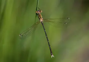 Leste Barbarus Drucke: Leste Barbarus, Migrant Spreadwing
