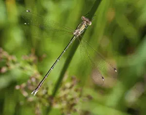 Drucke von Ostbarbare, Wanderender Breitflosser, Schüchterner Smaragdlibellenart, Südlicher Smaragdlibellenart, Libellenarten, Libellen, Insekten, Libellen , Odonaten , Zygopteren Odonata Drucke: Ostbarbarei, Wanderflügel-Migrant