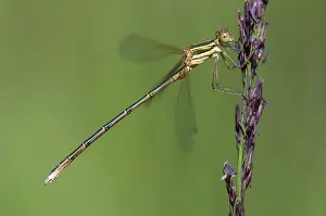 Drucke von Ostbarbaren, Wanderflügel-Damselfly, Schüchterner Smaragdlibellenart, Südlicher Smaragdlibelle, Libellenarten, Libellen, Insekten, Libellen , Odonaten , Zygopteren Odonata Drucke: Ostbarbarien, Wanderflügel-Migrant