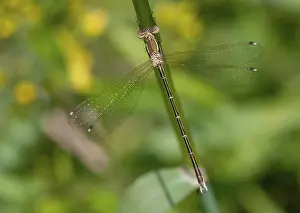 Leste Barbarus Drucke: Leste Barbarus, Migrant Spreadwing
