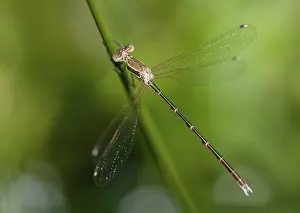 Drucke von Ostbarbaren, Wanderfledermausflügel, Schüchterner Smaragdlibellenart, Südlicher Smaragdlibelle, Libellenarten, Libellen, Insekten, Libellen, Odonaten , Zygopteren Verwandte Bilder Drucke: Ostbarbarien, Wanderflügel-Migrant