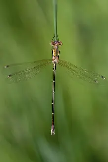 Drucke von Leste's Barbarus, Migrant Spreadwing, Shy Emerald Damselfly, Southern Emerald Damselfly, Damselflies, Dragonflies, Hoher Größe , Portraitformat , Insekten , Libellen , Odonata Zygoptera Odonata Drucke: Lestes barbarus, Wanderlibellenart.