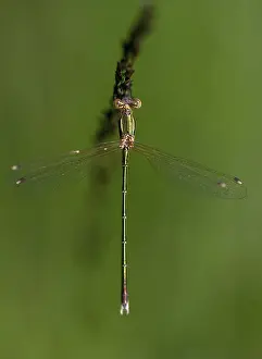 Drucke von Lestes Barbarus, Wanderender Streifenschenkel, Schüchterner Smaragdlibellenart, Südlicher Smaragdlibellenart, Libellenarten, Libellen, Hoher Größe , Porträtformat , Insekten , Libellen Odonata Drucke: Lestes barbarus, Wanderlibelle
