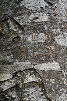 Bilder Datiert 14. August 2024: Buchstaben in die Buche geritzt.