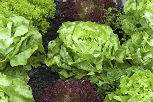 Vegetable Photography Drucke: Lettuce