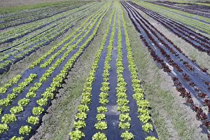Agrarian Landscape Drucke: Lettuce beet