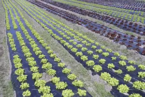 Deserted Agricultural Land Drucke: Lettuce beet