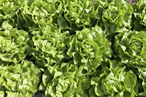 Daytime Agricultural Scene Drucke: Lettuce in the field