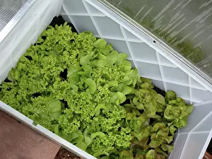 Green Leafy Vegetables Drucke: Lettuce plants in a cold frame