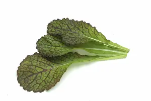 Empty Plate Images Drucke: Lettuce, Vegetables, Raw vegetables