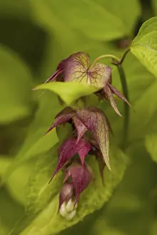 Drucke von Leycesteria formosa Formosa Drucke: Leycesteria formosa