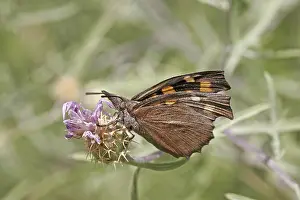 Diurnal Butterfly Drucke: Libythea celtis, hackberry moth