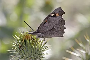 Diurnal Butterfly Drucke: Libythea celtis, hackberry moth