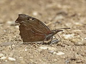 Camouflaged Butterflies Drucke: Libythea celtis, hackberry moth