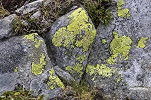 Switzerland Nature Drucke: Lichen (Chrysothrix candelaris) on a stone