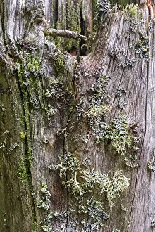 Uninhabited Forest Landscape Drucke: Lichen growing on a old tree trunk