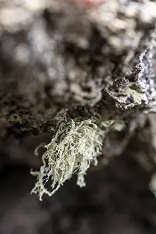 Lichen On Stone Drucke: Lichen grows protected on a stone