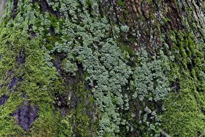 Overgrown With Moss Trees Drucke: Lichen- and moss-covered tree trunk