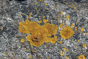 Deserted Beach In Germany Drucke: Lichen on stone, Warnemunde