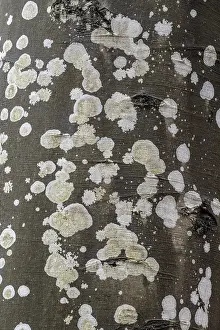 Fagus Sylvatica Germany Drucke: Lichens on a copper beech (Fagus sylvatica)