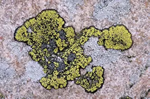 Uninhabited Rocky Terrain Drucke: Lichens on a rock