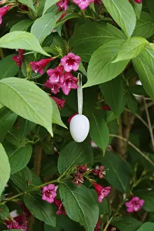Easter Egg Germany Drucke: Still life with Easter egg, Germany