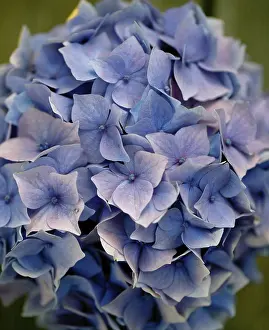Brassicaceae Family Plants Drucke: Still Life with Hydrangeas in a Blue Cup