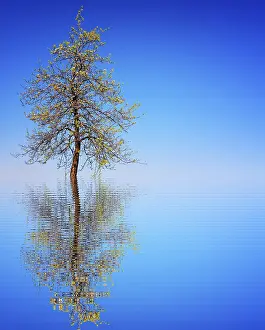 Environmental Pollution Drucke: Life time