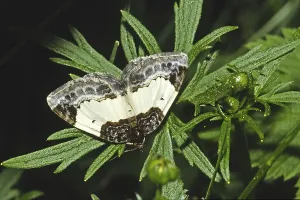 Deserted Habitat Drucke: Ligdia adustata