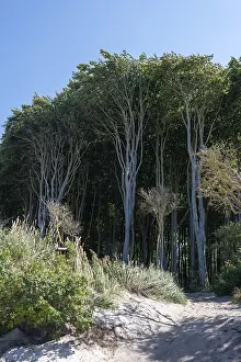 Baltic Seaside Resort Drucke: Light beech forest behind the dunes