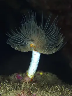 Protula tubularia vor schwarzem Hintergrund, Giens-Halbinsel, Mittelmeer, Porquerolles, Provence-Alpes-Côte dAzur, Frankreich