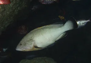 Drucke von Ein hell gefärbter Raubfisch, der Dusky Grouper (Epinephelus marginatus) (Mycteroperca marginatus), schwimmt in der Nähe von Felsen am Tauchplatz Bufadero, Palm Mar, Teneriffa, Kanarische Inseln Rußiger Zackenbarsch Drucke: Ein hell gefärbter Raubfisch.