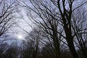 Bavaria Germany Travel Images Drucke: Light and dark branches against a twilight sky create a play of light