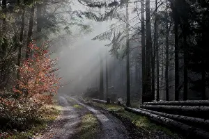 Uninhabited Woodland Scene Drucke: Light in the darkness