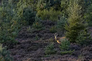 Evening Sun Drucke: In the last light of the evening sun