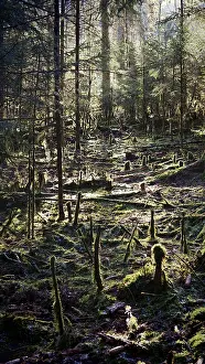 Contemplative Nature Photography Drucke: Light-flooded forest with moss