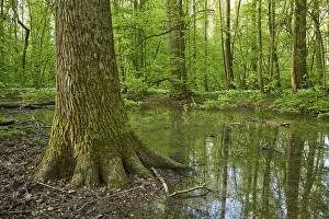 Springtime Forest Landscape Drucke: Light-flooded forest with river Kinzig