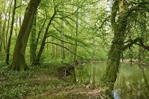 Light Flooded Forest Drucke: Light-flooded forest with river Kinzig