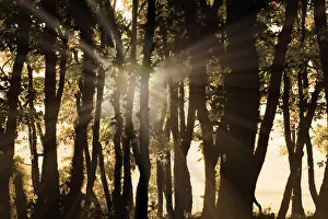 Forested Countryside Landscapes Drucke: The light in the forest