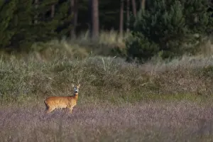 Wildlife In Southern Denmark Drucke: In the light of the morning sun