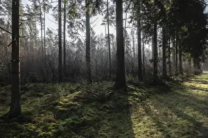 North German Countryside Views Drucke: Light rays in the forest, Emsland