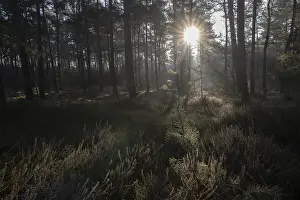 Central Europe Forest Scene Drucke: Light rays in the forest, Emsland