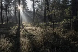 Light Rays In Forest Drucke: Light rays in the forest, Emsland