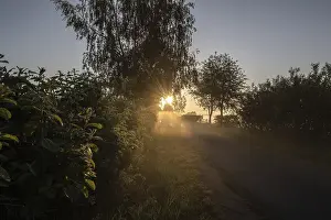Morning Fog Landscape Drucke: Light rays, sun rays in early fog