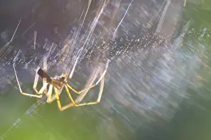 Central Europe Natural Environment Photos Drucke: Light reflected in the web of a canopy spider (Linyphiidae)