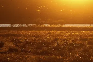 Cervus Elaphus Drucke: In the light of the setting sun