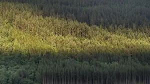 Scandinavian Travel Photos Drucke: Light and shadow on a dense pine forest at dusk